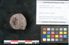 Foto (Objekt + Etikett) von Spondylostrobus smythii F.V. Mueller (NHMW-GEO-2024-0188-10404)